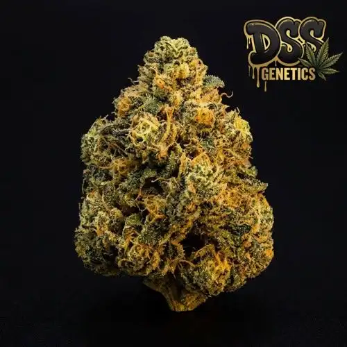 Golden Goat grow guide