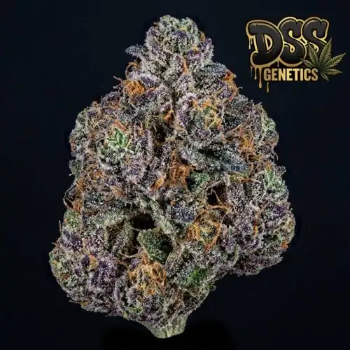 Gorilla Zkittlez Feminized Seeds cannabis seeds