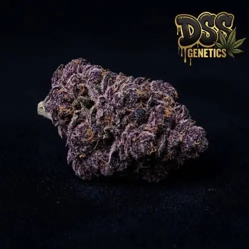 Grape Ape Feminized Seeds cannabis seeds