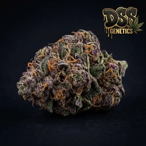 Grape Stomper Feminized Seeds cannabis seeds