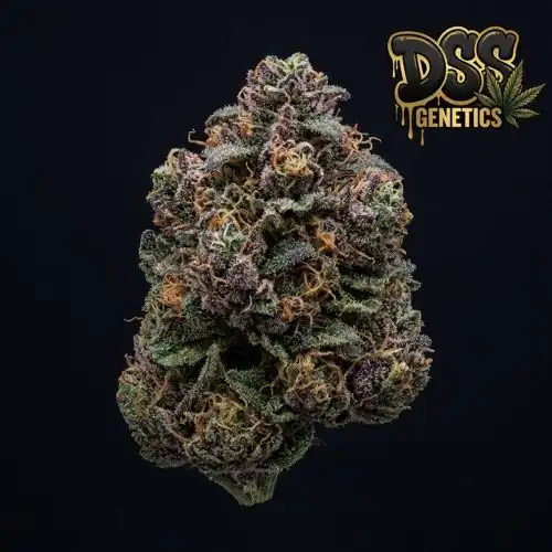 Harlequin Feminized Seeds cannabis seeds