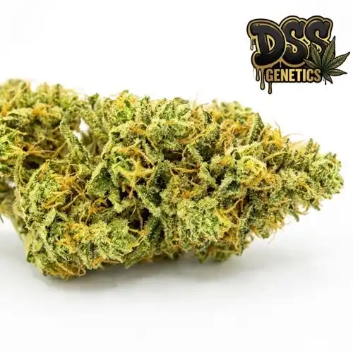 Hawaii x Maui Waui Feminized Seeds cannabis seeds