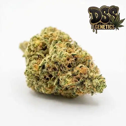 Hawaii x Skunk #1 Feminized Seeds cannabis seeds