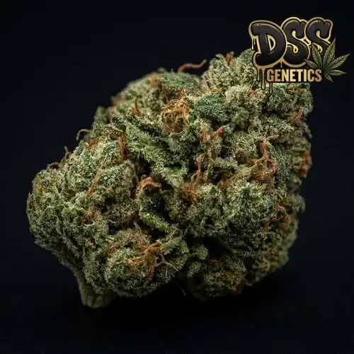 Hollands Hope Feminized Seeds cannabis seeds