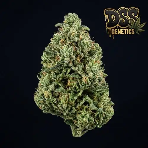 Jack Herer Autoflower Seeds cannabis seeds