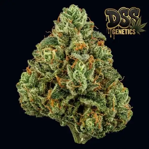 Jack Herer Feminized Seeds cannabis seeds