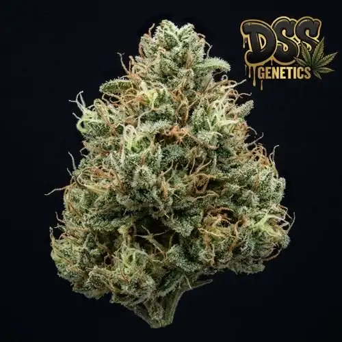 Jock Horror grow guide