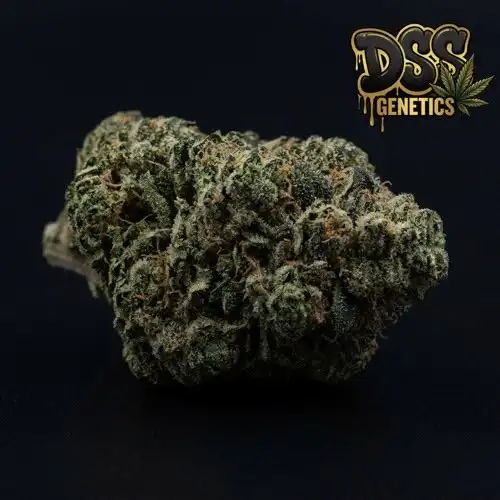KC 33 x Master Kush Feminized Seeds cannabis seeds