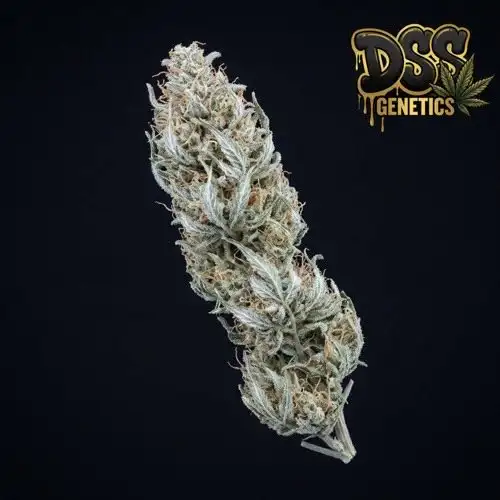 Kali Mist Feminized Seeds cannabis seeds