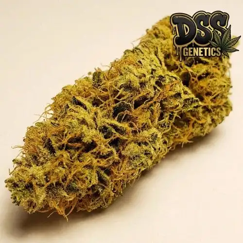 Kaya Gold Feminized Seeds cannabis seeds