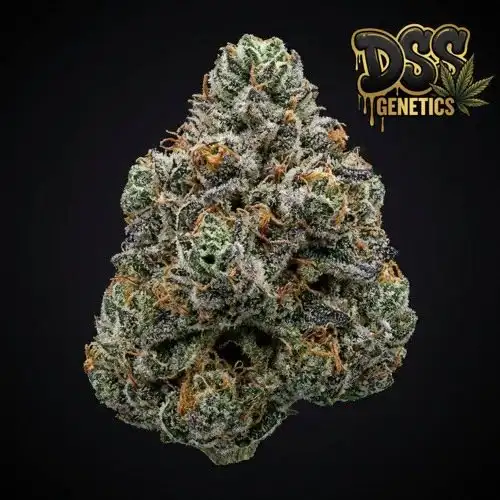 Khalifa Kush Feminized Seeds cannabis seeds