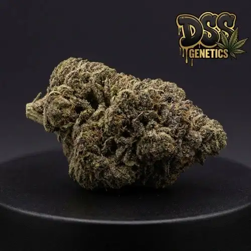 Kosher Kush Feminized Seeds cannabis seeds