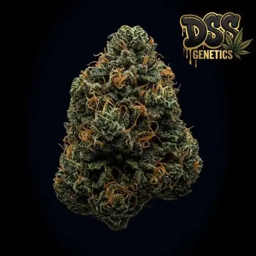 LA Confidential Feminized Seeds cannabis seeds