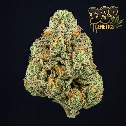 Larry OG Feminized Seeds cannabis seeds