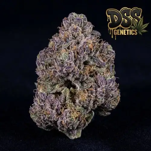 Lavender Kush Feminized Seeds cannabis seeds