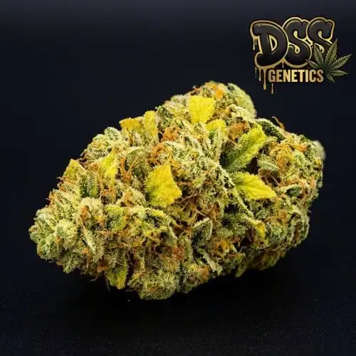 Lemon Kush Feminized Seeds cannabis seeds