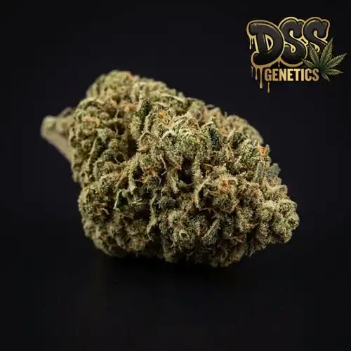 Lowryder Seeds - Feminized cannabis seeds