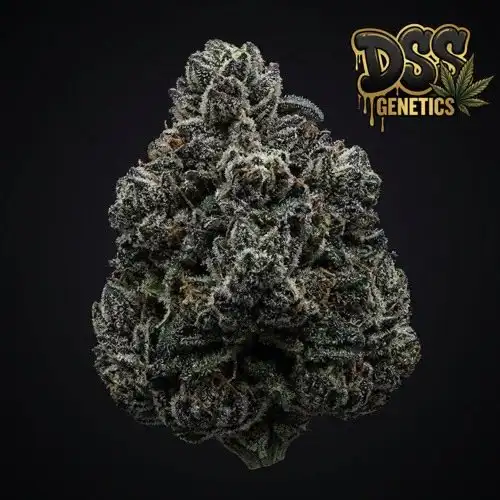 MK Ultra Feminized Seeds cannabis seeds