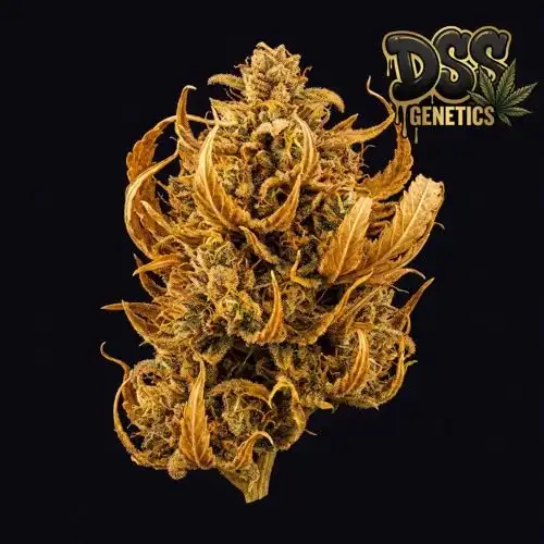 Malawi Gold Autoflower Seeds cannabis seeds