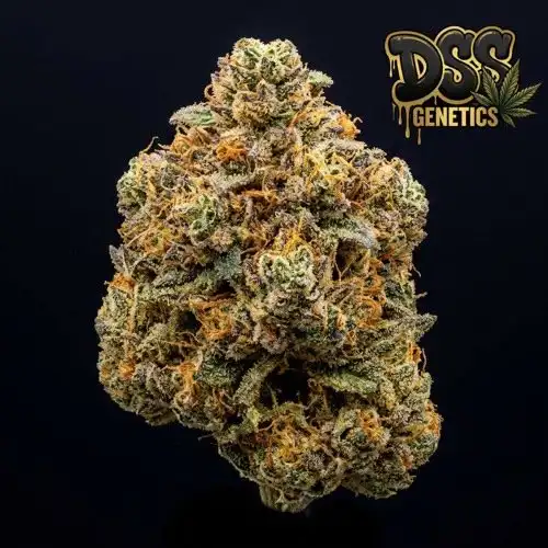 Mango Kush Feminized Seeds cannabis seeds