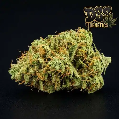 Maui Wowie grow guide