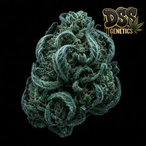 Medusa Feminized Seeds cannabis seeds