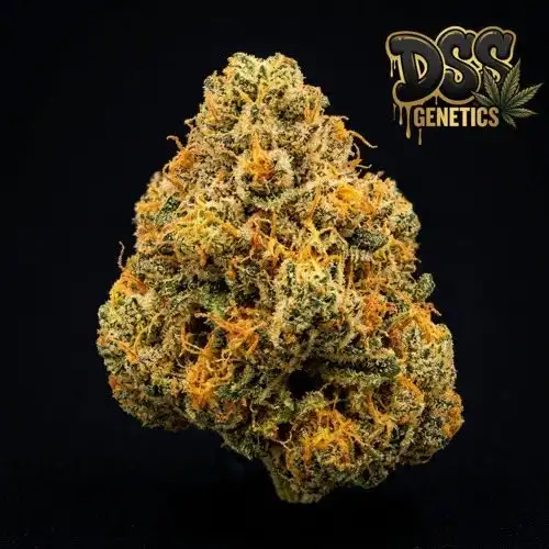 Mimosa Feminized Seeds cannabis seeds