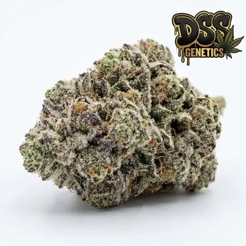 Miracle Alien Cookies Feminized Seeds cannabis seeds