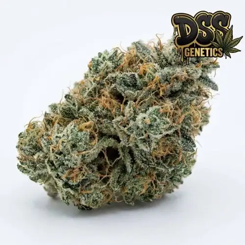 New York Power Diesel grow guide