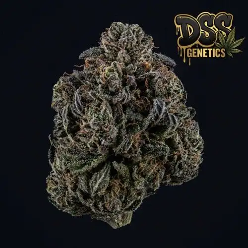 Northern Lights x Shiva Feminized Seeds cannabis seeds