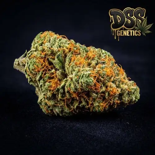 Orange Bud grow guide