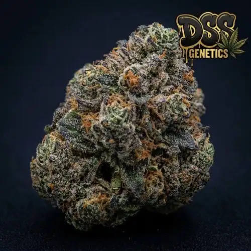 Orange Cookies grow guide