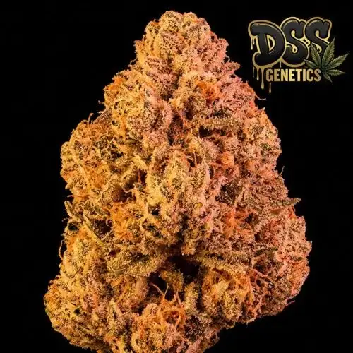 Papaya Feminized Seeds cannabis seeds