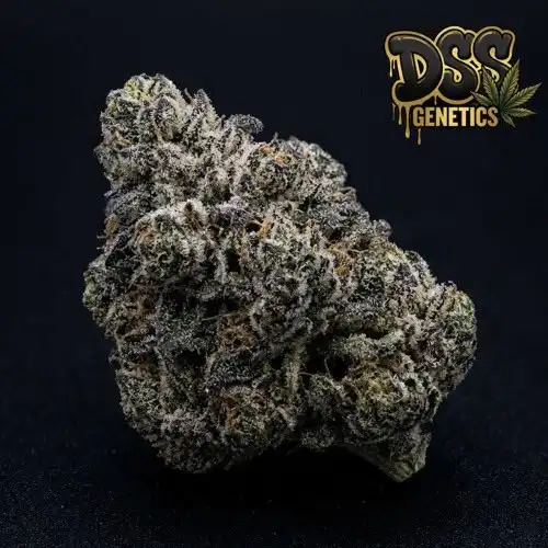 Phantom Cookies Feminized Seeds cannabis seeds