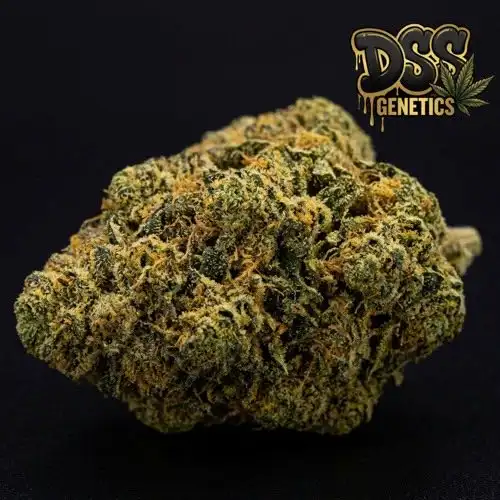 Pineapple Chunk Feminized Seeds cannabis seeds