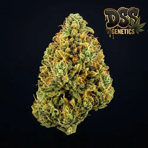 Pineapple Express Autoflower Seeds cannabis seeds