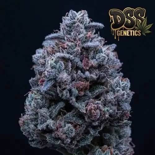 Plushberry Autoflower Seeds cannabis seeds