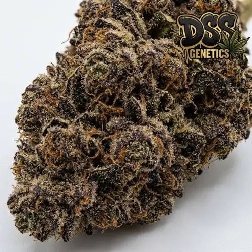 Psychosis Feminized Seeds cannabis seeds