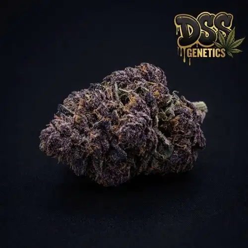 Purple Urkle Feminized Seeds cannabis seeds