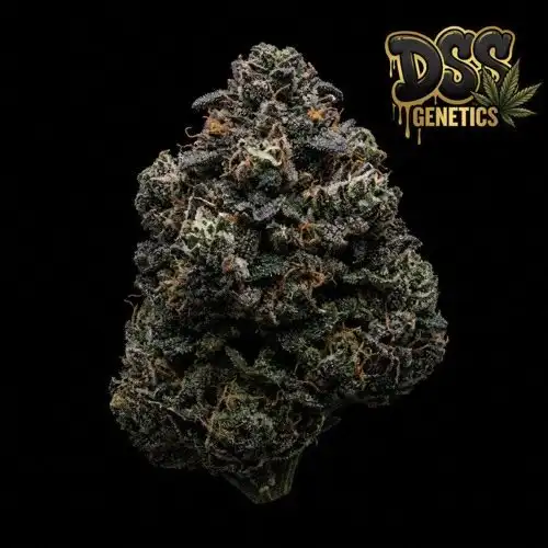 Royal Dwarf Autoflower Seeds cannabis seeds