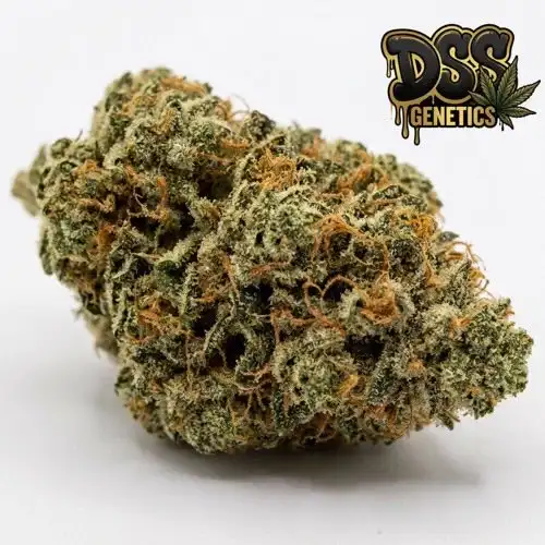 SFV Feminized Seeds cannabis seeds