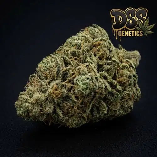 Silver Pearl Feminized Seeds cannabis seeds