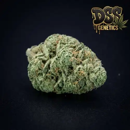 Skunk #1 Feminized Seeds cannabis seeds