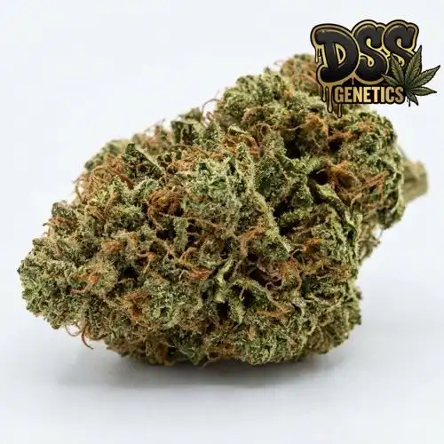 Skunk Special Feminized Seeds cannabis seeds