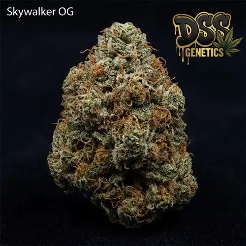 Skywalker OG Autoflower Seeds cannabis seeds