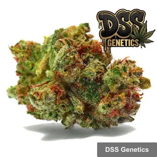 Sour Diesel Feminized Seeds cannabis seeds