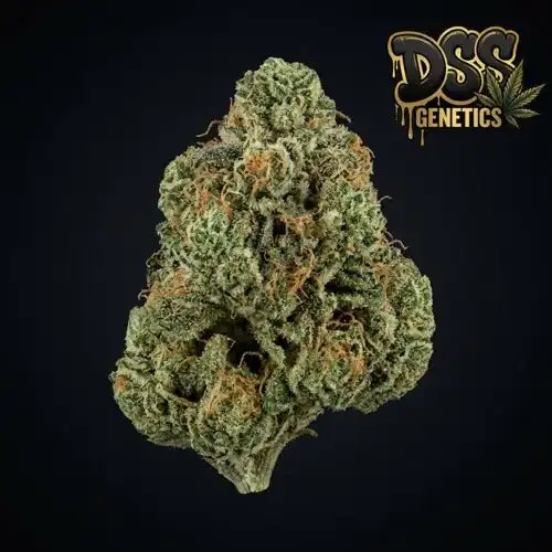 Sour Tsunami Feminized Seeds cannabis seeds