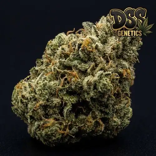 Super Glue grow guide