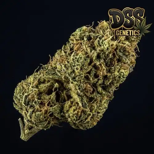 Super Lemon Haze Feminized Seeds cannabis seeds