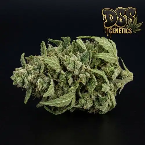 Super Skunk Autoflower Seeds cannabis seeds